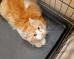 Кошки в Москве: Самый ласковый в мире молодой котик Рон ищет дом и доброе сердце Мальчик, 10 руб. - фото 4