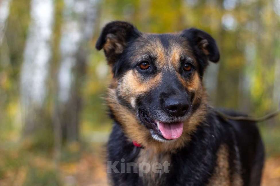 Собаки в Москве: Бейлис Девочка, Бесплатно - фото 2