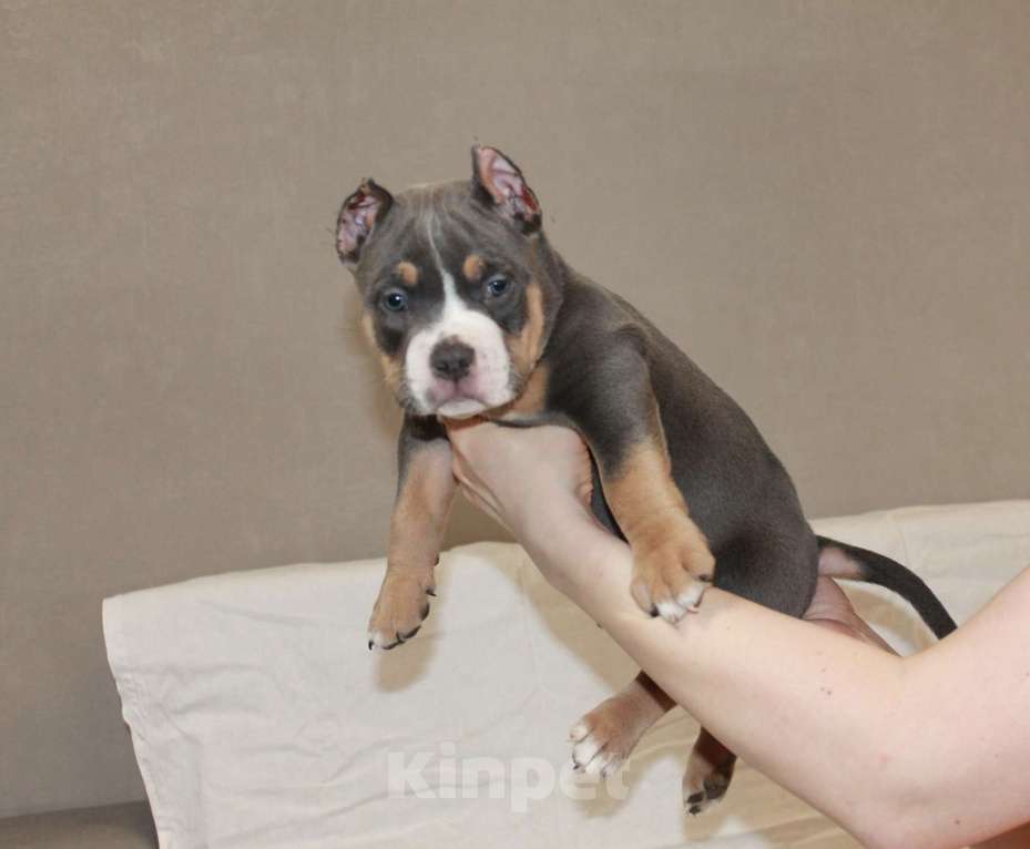 Собаки в Фрязино: Щенок Американский булли Мальчик, Бесплатно - фото 1