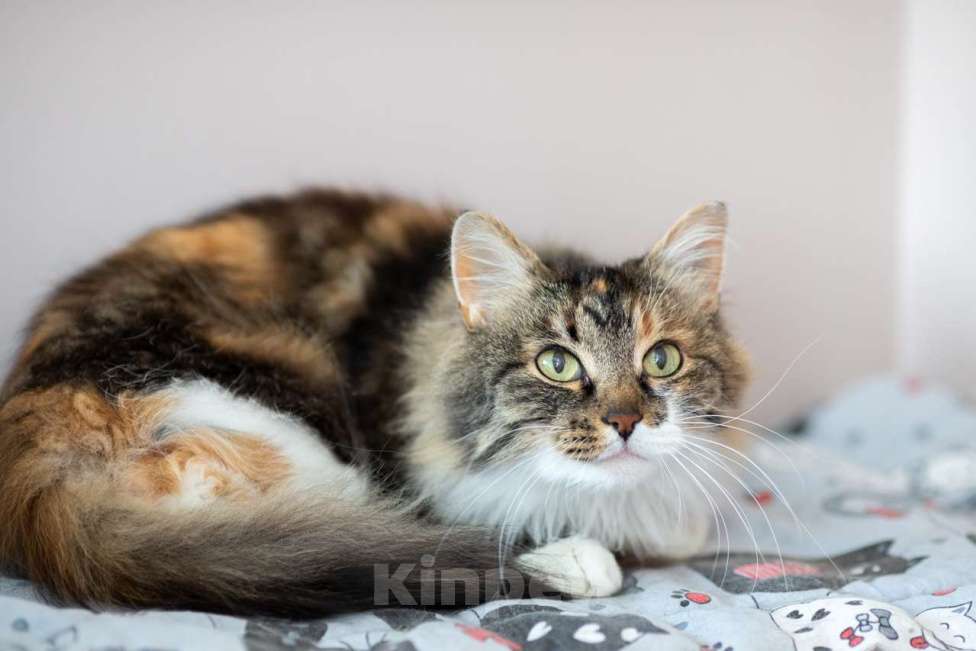 Кошки в Москве: Эви Девочка, Бесплатно - фото 4