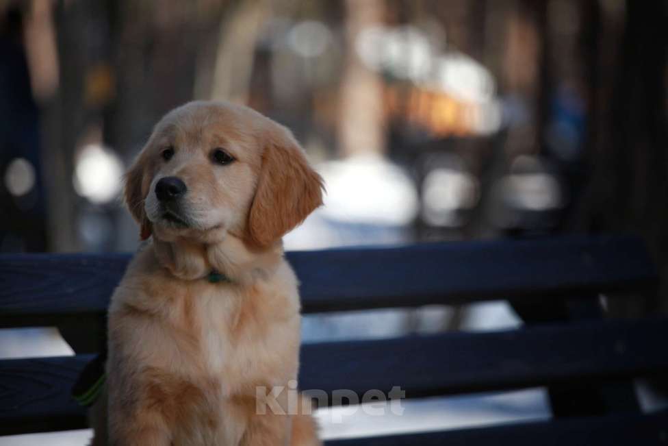 Собаки в Москве: Золотистый ретривер  Девочка, 80 000 руб. - фото 1