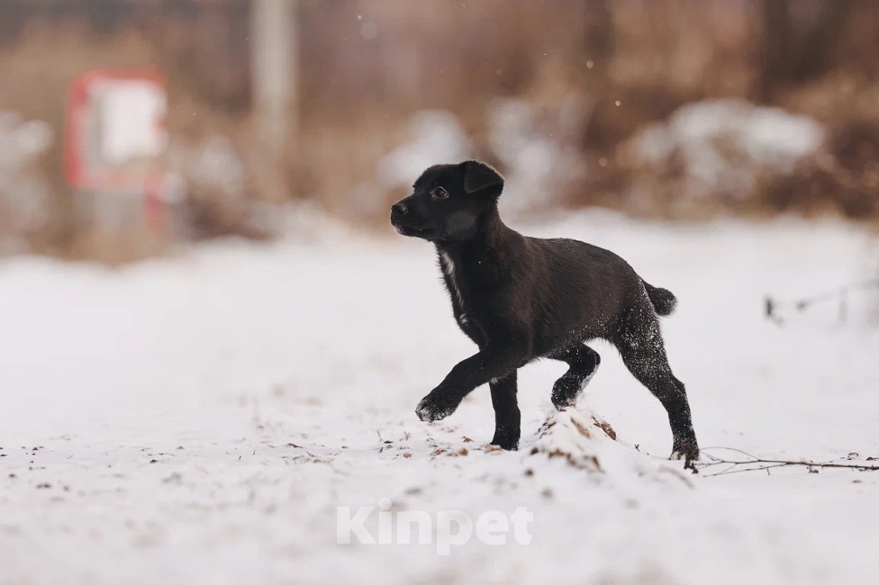 Собаки в Лосином-Петровском: Джемма малышка из Волгорада в мо Девочка, Бесплатно - фото 9