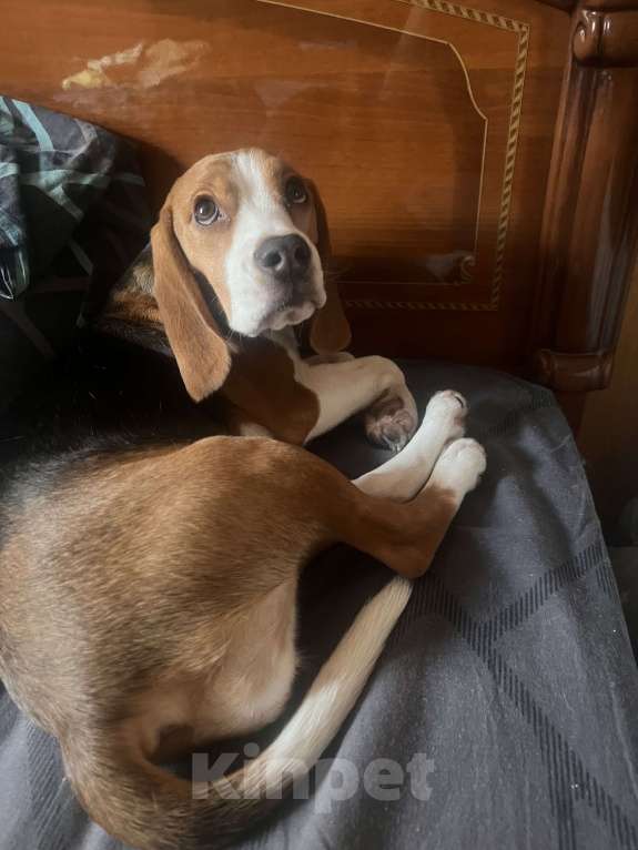 Собаки в Липецке: Продам Девочка, 17 000 руб. - фото 2