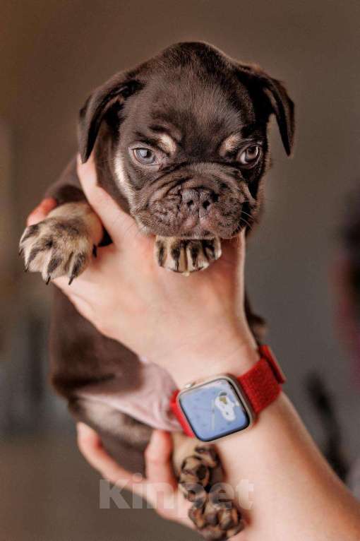 Собаки в Шахте: Французский пирожок   Мальчик, 80 000 руб. - фото 2