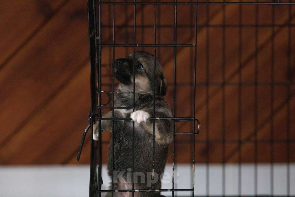 Собаки в Москве: Машенька ищет дом Девочка, Бесплатно - фото 7