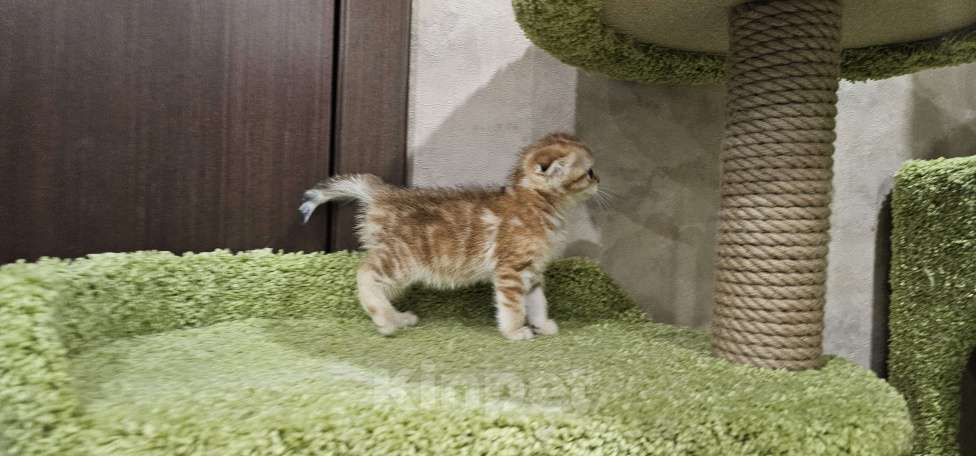 Кошки в Балашихе: Вислоухая девочка Девочка, 35 000 руб. - фото 2