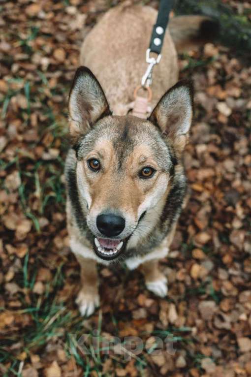 Собаки в Москве: Карамелька — обаятельная лисичка Девочка, Бесплатно - фото 1