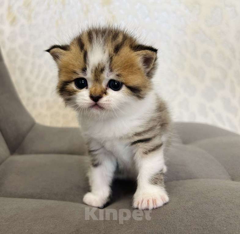 Кошки в Нижнем Новгороде: Прямоухий полосатый котик Мальчик, 20 000 руб. - фото 4