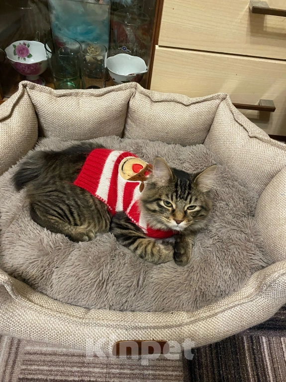 Кошки в Ярославле: Ищу питомца Мальчик, 5 000 руб. - фото 3