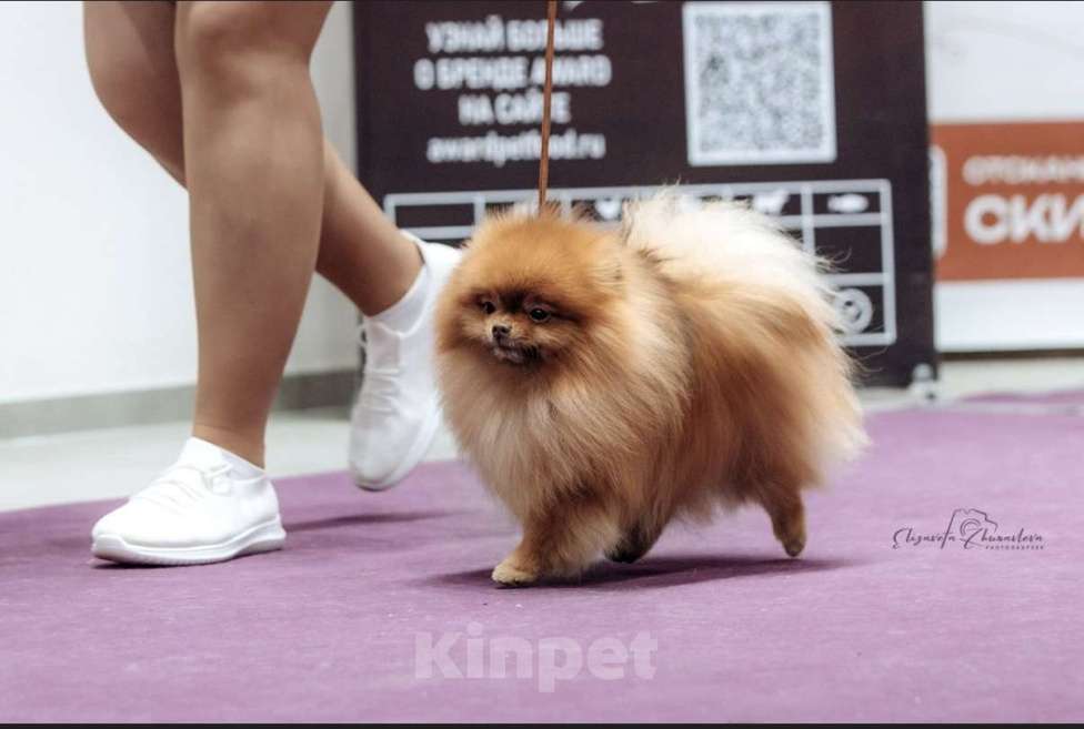 Собаки в Екатеринбурге: Вязка померанского шпица Мальчик, Бесплатно - фото 2