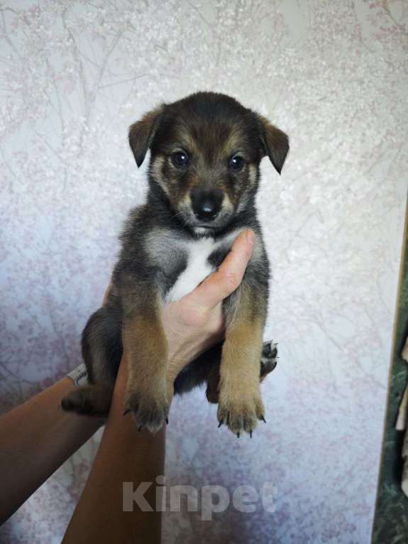 Собаки в Владимире: Щенок в добрые руки Мальчик, Бесплатно - фото 3