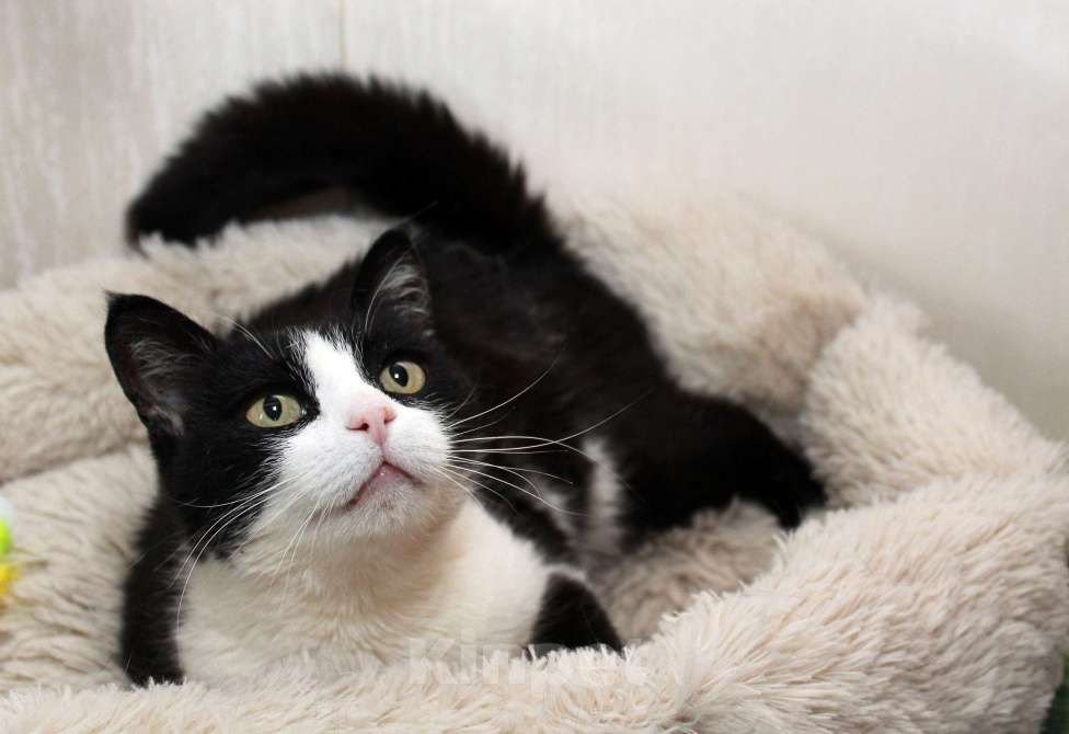 Кошки в Калуге: Феличита из магазина ищет дом. Молодая кошечка в добрые руки. Девочка, Бесплатно - фото 2