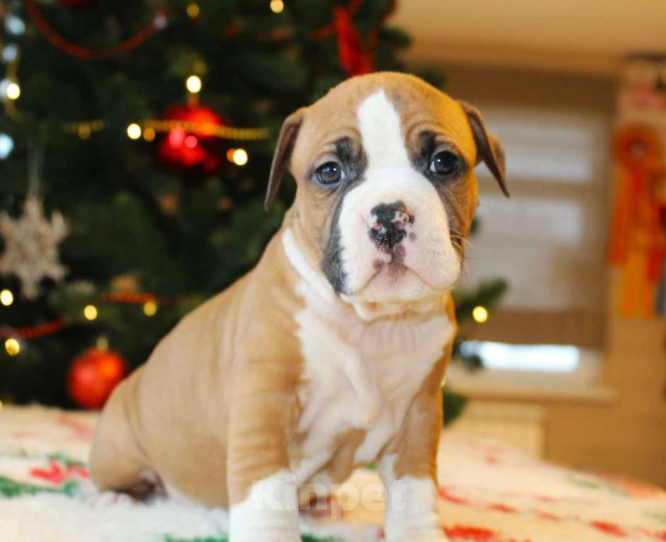 Собаки в других городах Московской области: Мальчик амстафф Мальчик, 60 000 руб. - фото 3