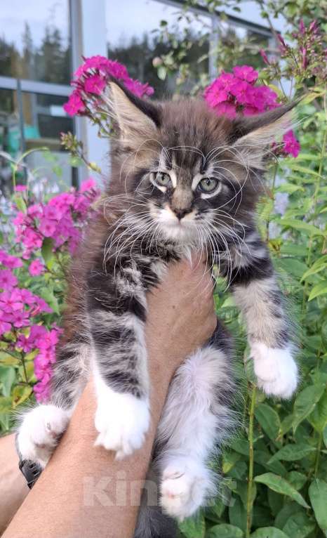 Кошки в других городах Ленинградской области: Весёлый ласковый мальчик мейн кун Мальчик, 45 000 руб. - фото 5