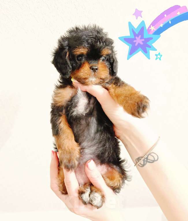 Собаки в Ижевске: Щенки мальтипу и кавапу mini f1 Мальчик, 75 000 руб. - фото 2