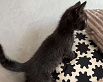 Кошки в Химках: Котенок мальчик 3 месяца Мальчик, Бесплатно - фото 1