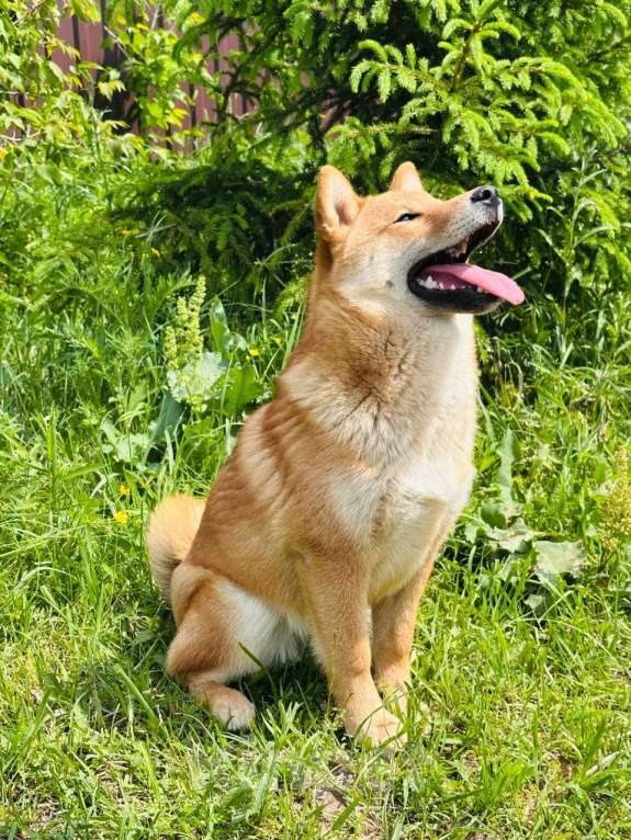 Собаки в Москве: Штурман. Самый лучший сиба  Мальчик, 40 000 руб. - фото 8