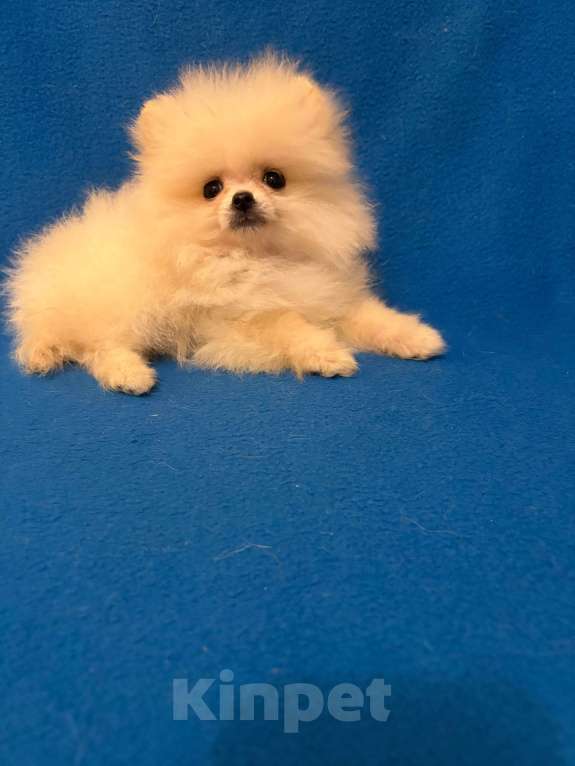 Собаки в Москве: Померанский  шпиц      Девочка  Супер  Мини Девочка, 20 000 руб. - фото 2