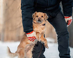 Собаки в Москве: Маленькая метис спаниеля Эльза в добрые руки Девочка, Бесплатно - фото 5