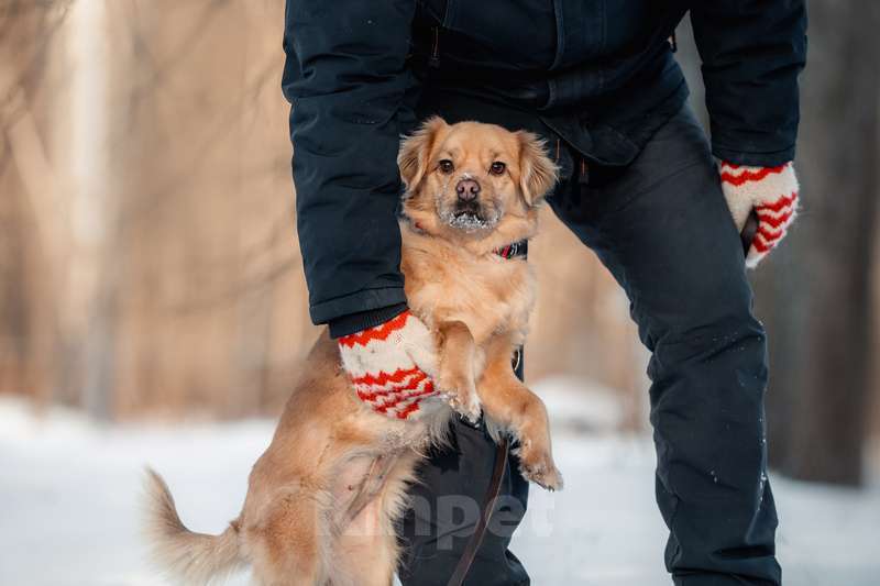 Собаки в Москве: Маленькая метис спаниеля Эльза в добрые руки Девочка, Бесплатно - фото 5