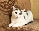Кошки в Москве: Невезучий котик Сеня очень хочет стать домашним любимцем Мальчик, Бесплатно - фото 5
