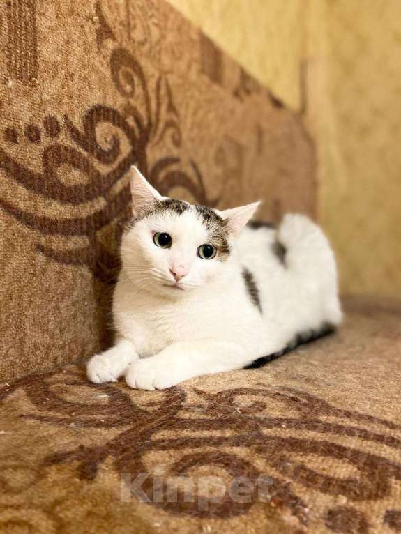 Кошки в Москве: Невезучий котик Сеня очень хочет стать домашним любимцем Мальчик, Бесплатно - фото 5