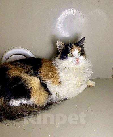 Кошки в Москве: Трехцветная кошка в добрые руки Девочка, Бесплатно - фото 2