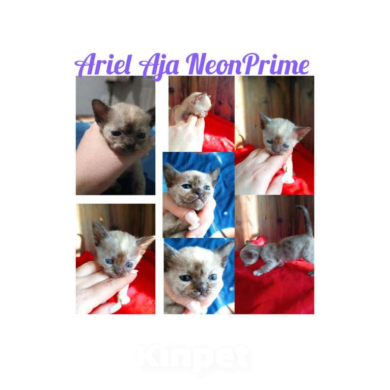 Кошки в Ростове-на-Дону: Кошечка европейской Бурмы  Девочка, 120 000 руб. - фото 1