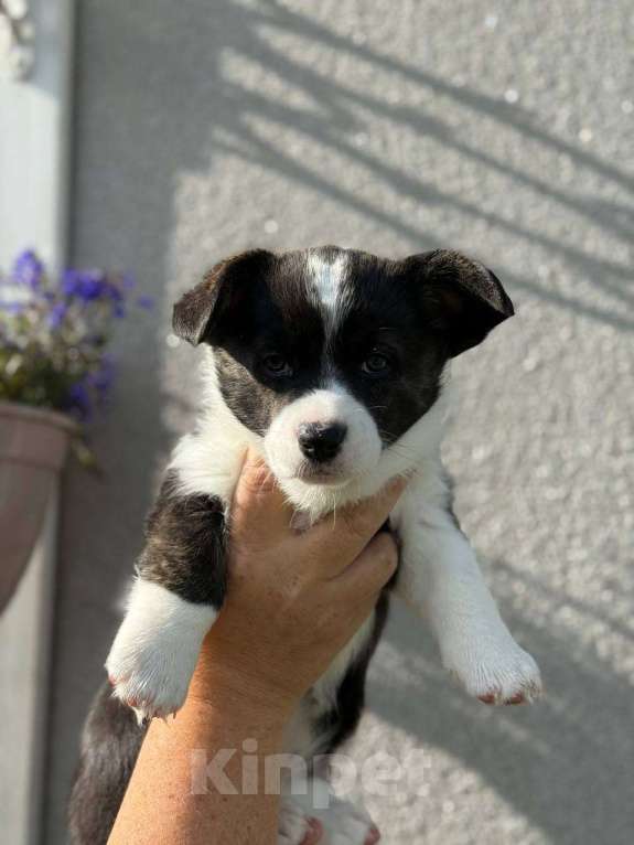 Собаки в Набережных Челнах: Кобель вельш корги кардиган 20.05.2025гр Мальчик, 50 000 руб. - фото 6