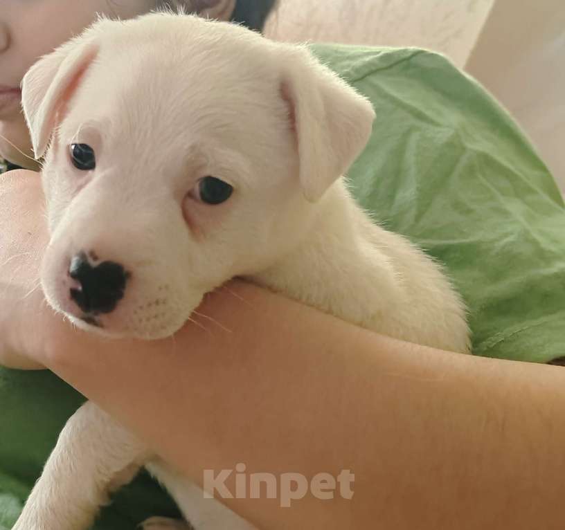 Собаки в Челябинске: продам щенка Мальчик, 18 000 руб. - фото 1