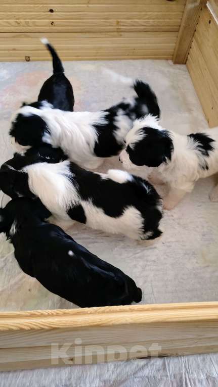 Собаки в Москве: Очаровательные щенки гаванского бишона Девочка, 80 000 руб. - фото 3