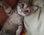 Кошки в Воронеже: Девочка Девочка, Бесплатно - фото 10