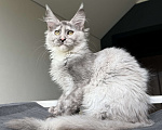 Кошки в Москве: Котята Мейн Кун Девочка, 50 000 руб. - фото 5
