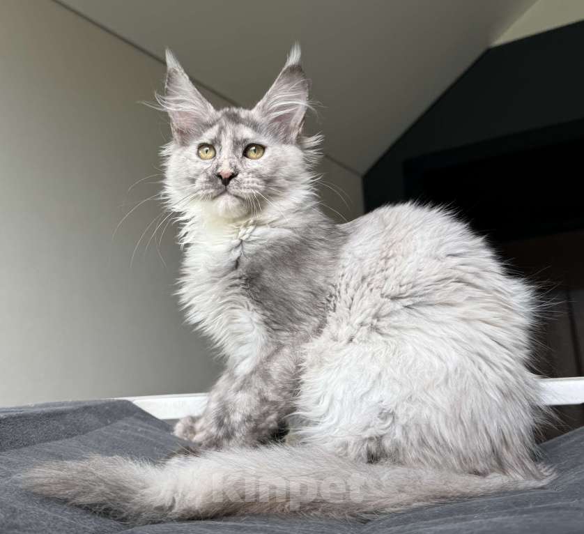 Кошки в Москве: Котята Мейн Кун Девочка, 50 000 руб. - фото 5