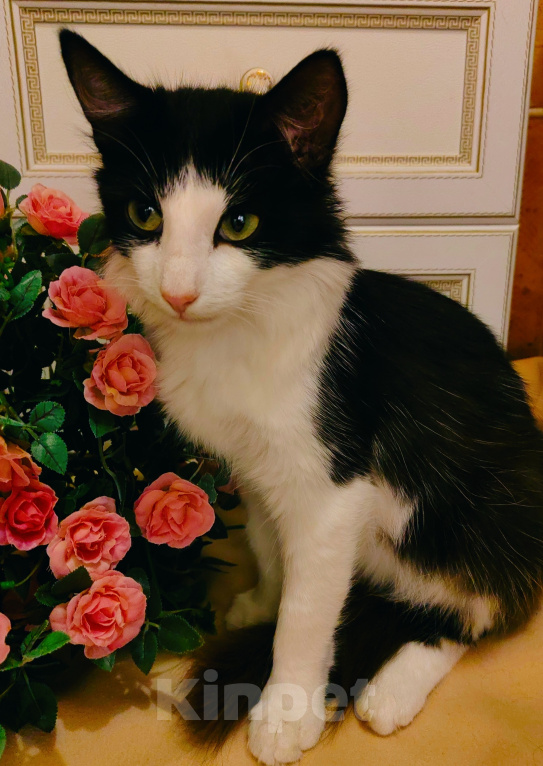 Кошки в Уфе: Котик подросток в добрые руки Мальчик, Бесплатно - фото 4