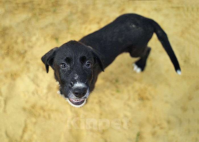 Собаки в Москве: Очаровательные домашние щенки метисы черного терьера ищут дом Мальчик, 10 руб. - фото 4