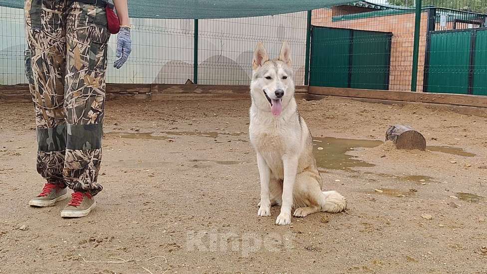 Собаки в Москве: Метис хаски Девочка, Бесплатно - фото 3