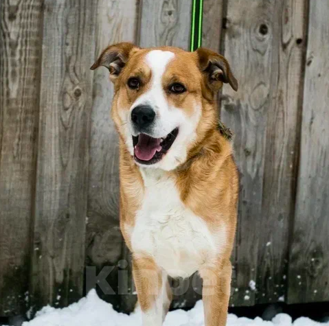 Собаки в Москве: Рик Мальчик, Бесплатно - фото 2