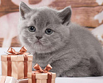 Кошки в Колпашево: Породистые котята к Новому году, 6 000 руб. - фото 3
