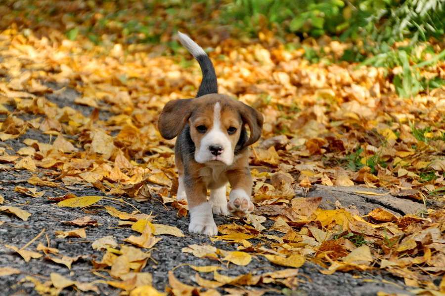 Собаки в Москве: щенки бигля ркф Девочка, 80 000 руб. - фото 3