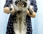 Кошки в Перми: Котята мейн-кун Мальчик, 30 000 руб. - фото 1