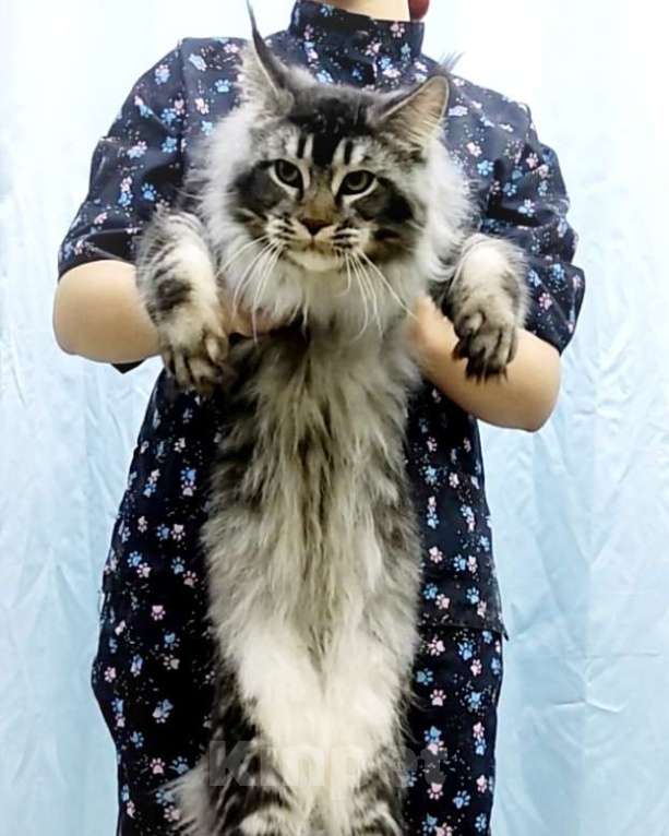 Кошки в Перми: Котята мейн-кун Мальчик, 30 000 руб. - фото 1