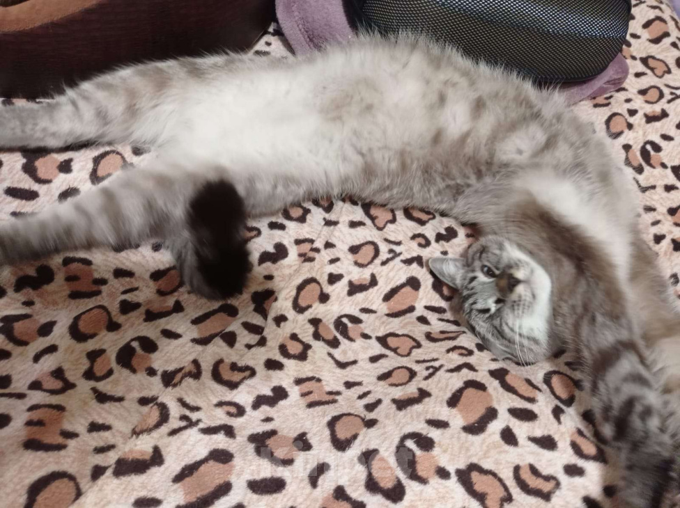 Кошки в Одинцово:  Котёнок Семён в добрые руки Мальчик, Бесплатно - фото 2