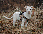Собаки в Москве: белоснежная красотка в дар Девочка, Бесплатно - фото 1