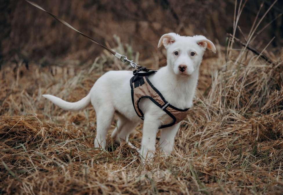 Собаки в Москве: белоснежная красотка в дар Девочка, Бесплатно - фото 1