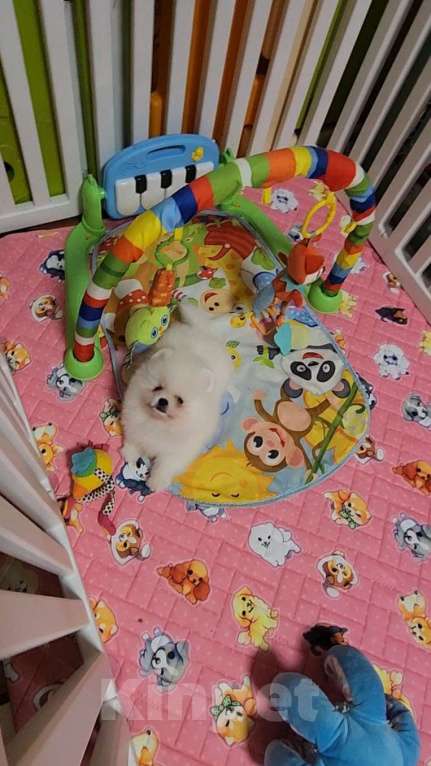 Собаки в Москве: Ласковый мальчик померанского шпица Мальчик, Бесплатно - фото 2