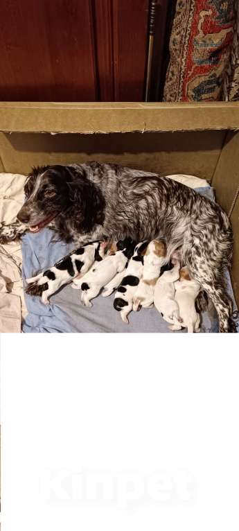 Собаки в Владимире: Щенок русского охотничьего спаниеля рыже-белый , девочка Девочка, Бесплатно - фото 1
