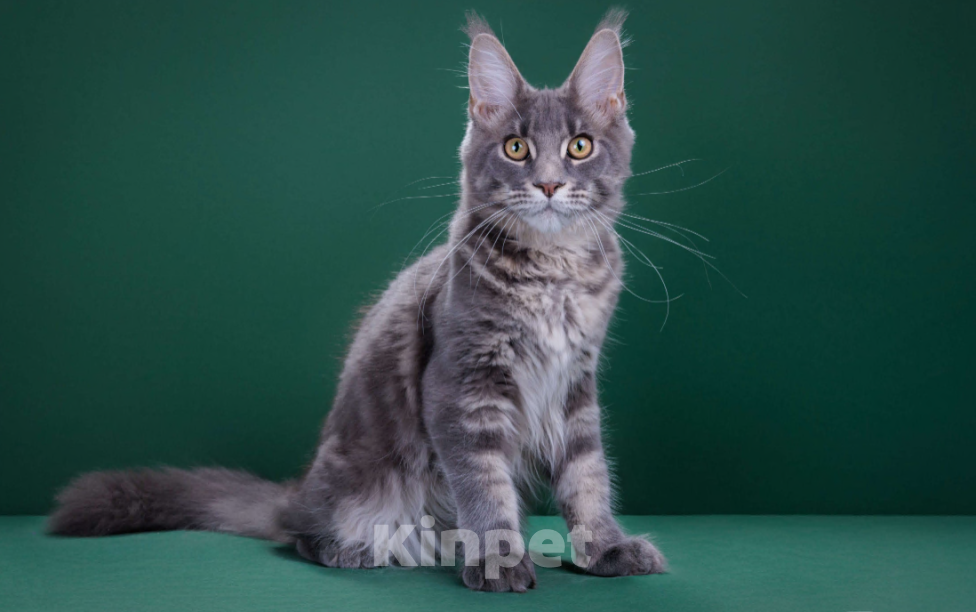 Кошки в Красногорске: Котенок мейн кун Мальчик, 45 000 руб. - фото 4