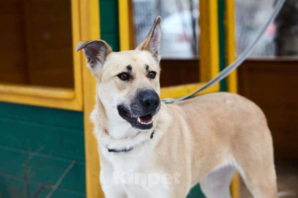Собаки в Москве: Гайка Девочка, Бесплатно - фото 3