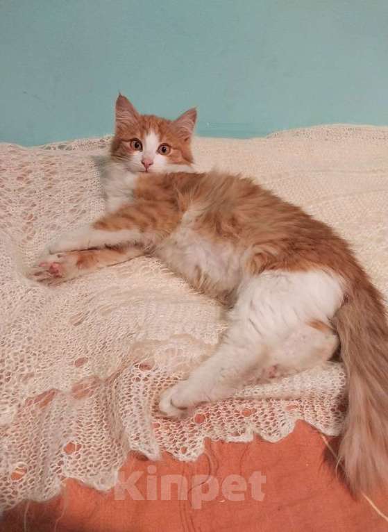 Кошки в Москве: Петя ищет себе уютный дом. Мальчик, Бесплатно - фото 8